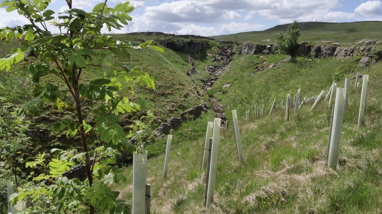 Recently planted trees at Crook Gill in Upper Wharfedale, Yorkshire Dales